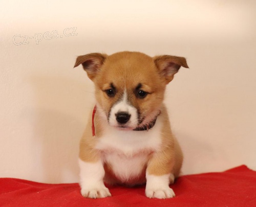 �t��ata vel�sk� Corgi (Pembroke) pro adopci zdarma