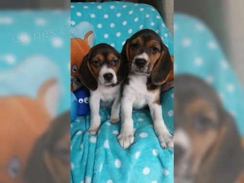 zdrav� t���tka Beagle pro p�ijet�