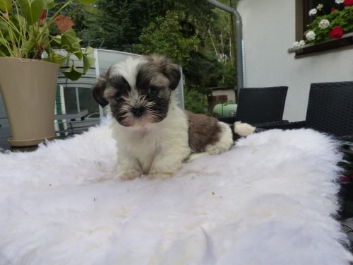�t���tka shih-tzu