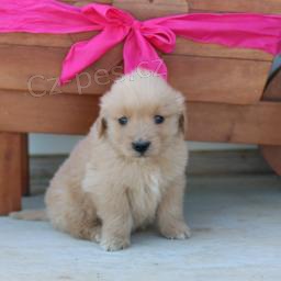 mu�sk� a �ensk� zlat� retr�vr k adopci