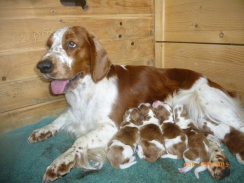 Kr�sn� �t���tka Vel��pring�paniela bez PP