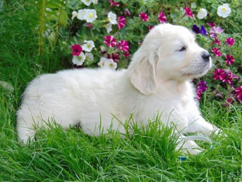 Prod�m �t���tka Zlat�ho retr�vra