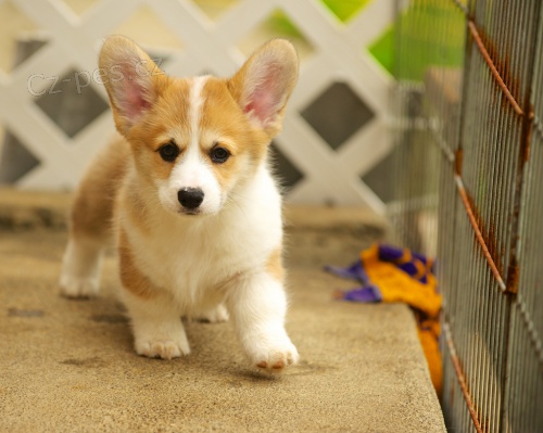 Vel�sk� Pembroke Corgis Kc Reg