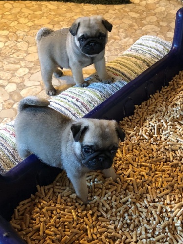 Mops �t��ata p�ipravena a nyn� k dispozici pro nov� domovy