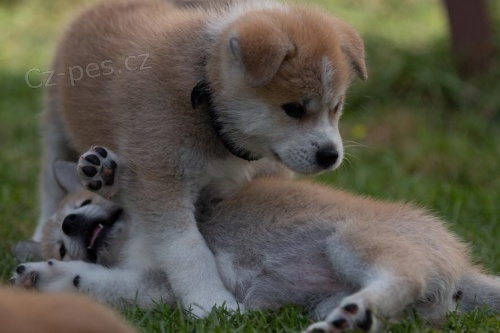 kr�sn� �t��ata akita inu p�ipraven� do nov�ch domov�