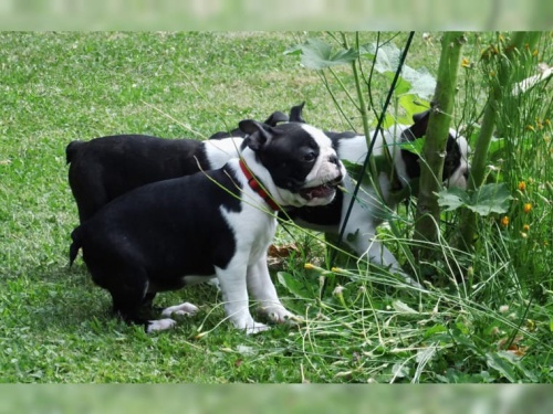 Rozko�n� bostonsk� teri�rka �t��ata k dispozici, d�m tr�novan�, aktu�ln� na jejich z�b�rech a Wormer ud�l� skv�l� dopln�k va�� rodin� na�e �t��ata