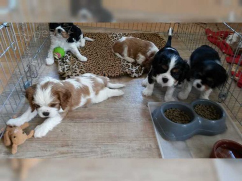 Kaval�r King Charles �pan�l �t��ata ��asn� vrh 11 �t��at 2 holky chlapci tri a �erven� a b�l� a �erven� a b�l� holky v�echny p�ipraven� na prodej, kc reg 1. vakc�na mikro�ip, kter� byla vyt�ena na kr�lovsk�m psovi, bude pln� od�ervena.