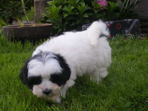 Rusk� barevn� bolonka