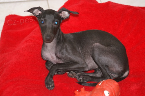 �t���tka italsk�ch chrt�k� feny a pejsci