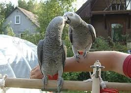 Kr�sn� samec a samice Kongo africk�ch �ed�ch papou�k�