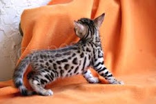 Ohromuj�c� mu�sk� a �ensk� beng�lsk� ko�ky