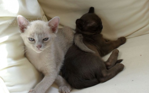 Barmsk� k�� ko�ata na prodej