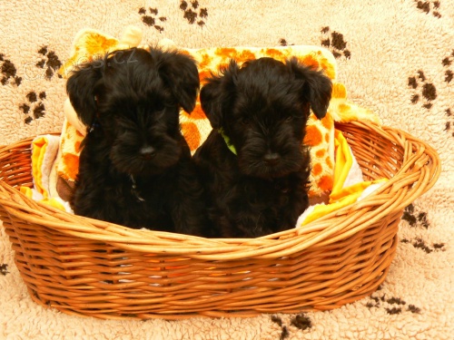 Kn�ra� mal� �ern� s PP ( FCI)