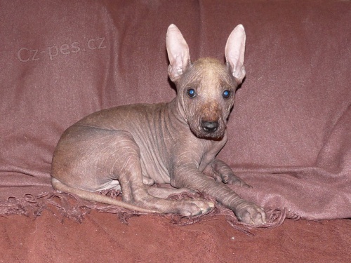 Peru�nsk� nah��