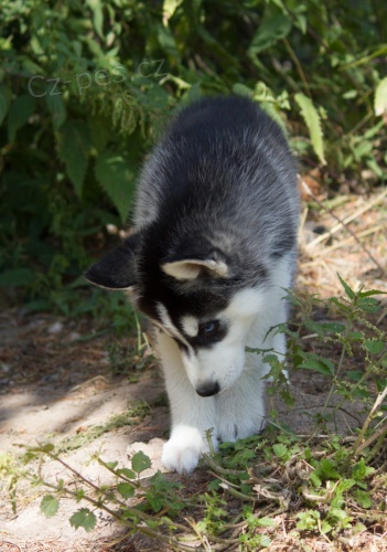 �t��ata sibi�sk�ho husky! Jsme zkontrolovan� veterin��i, ve v�born�m zdravotn�m stavu a nyn� p�ipraveni na nov� domovy! Od veterin��e obdr��te zdravotn� osv�d�en�, p�semnou jednoro�n� z�ruku na zdrav�,