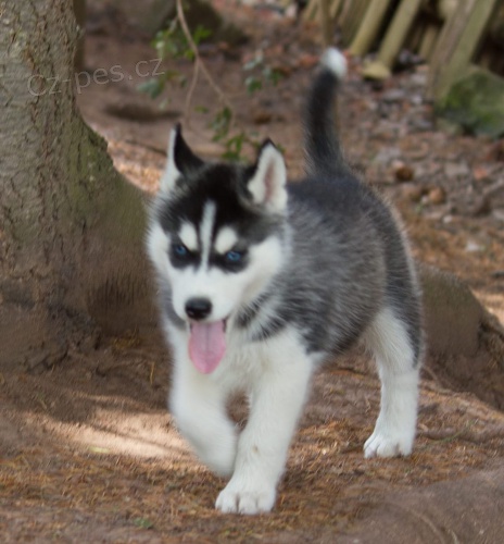 �t��ata sibi�sk�ho husky! Jsme zkontrolovan� veterin��i, ve v�born�m zdravotn�m stavu a nyn� p�ipraveni na nov� domovy! Od veterin��e obdr��te zdravotn� osv�d�en�, p�semnou jednoro�n� z�ruku na zdrav�,