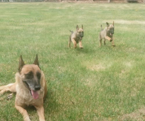 belgick� ov��k malinois �t��ata s rodokmenem p�ipraven j�t do nov�ch domov� hned te�