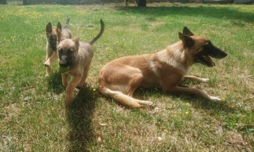 belgick� ov��k malinois �t��ata s rodokmenem p�ipraven j�t do nov�ch domov� hned te�