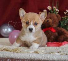 Zb�v� u� jen 2! Roztomil� �t���tka Corgi pembroke! Nyn� m�me �t��ata �istokrevn�ho plemene Corgi pro homing ... zdrav� fena a pes pro miluj�c� domovy. Pro v�ce informac� o adopci
