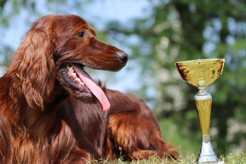 �t��ata Irsk� setr-kvalitn� rodi�e