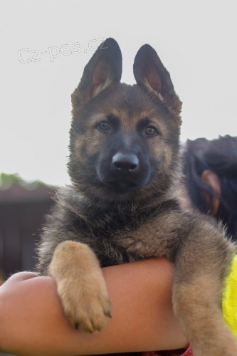 N�meck� ov��k �t�n�