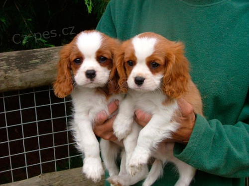 Kavalier King Charles Spaniel �t��ata k adopci