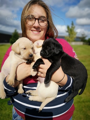 Hrav� zlat� labradory