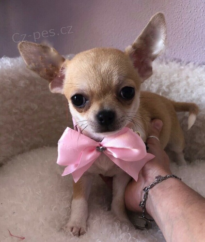 dv� �t���tka �ivava zdarma a �ivava s rodokmenem k