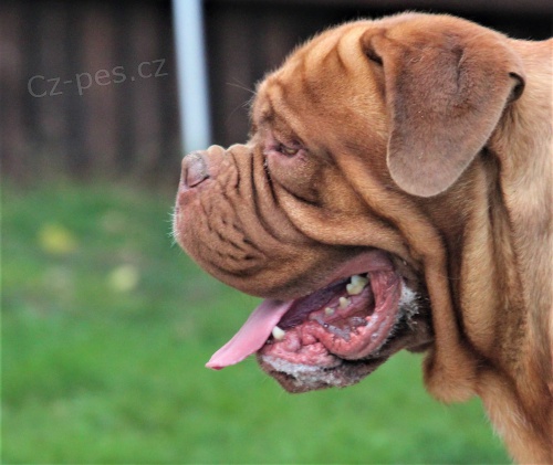 P��pust�ni f�n mim psem 