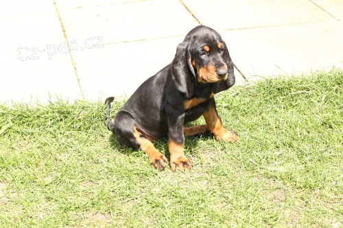 �ern� a hn�d� �t��ata Coonhound k dispozici