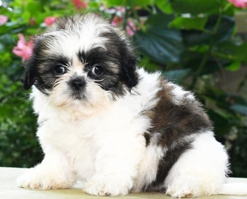 �t��ata Shih Tzu. Jsou to drz� postavi�ky. Velmi zdrav�, robustn�, velmi �iv� a p��telsk�. Vynikaj�c� osobnosti