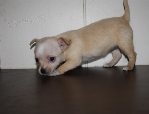 kr�sn� �ivava �t��ata hledaj�c� nov� domov, jsou ji� zdravotn� a maj� sv�j rodokmen