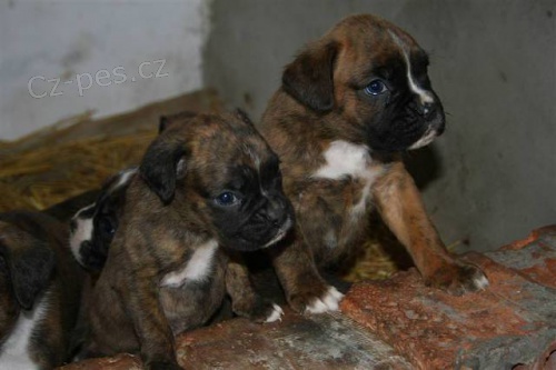 Nemeck� boxer s PP