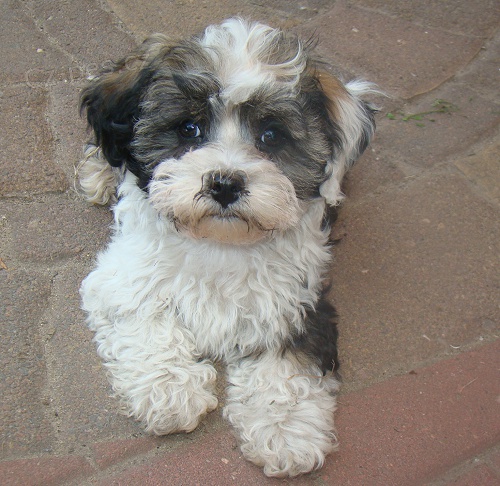 Rusk� barevn� bolonka