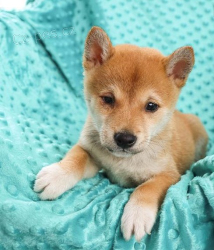 ڞasn� Shiba inu. Tato �t��ata jsou hrav� a zdrav�. Hledaj� miluj�c� a nav�dy domov. M�me mu�e a �eny.