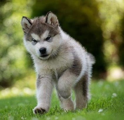zdrav� alja�sk� malamutov� �t��ata 12 t�dn� p�ipraven� pro milovn�ky zv��at