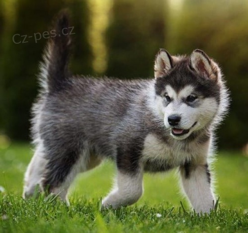 zdrav� alja�sk� malamutov� �t��ata 12 t�dn� p�ipraven� pro milovn�ky zv��at