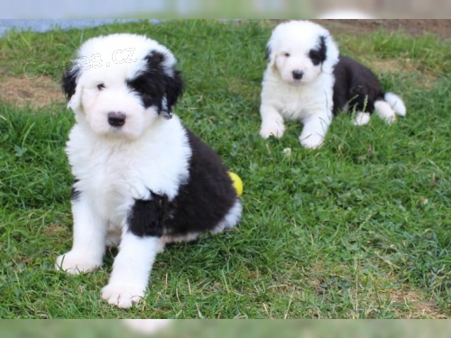 �t���tka bobtail p�ipravena, omezen�, tak�e kontaktujte nyn� pro sv�