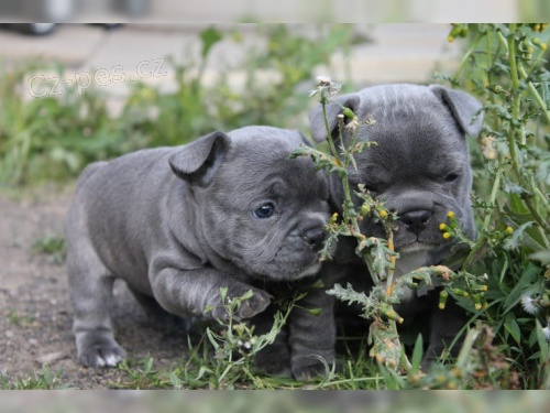 ڞasn� �t���tka francouzsk�ho buldo�ka, velmi ��astn�, zdrav� �t���tka. registrovan� rodokmen s 5 generacemi a �t���tko