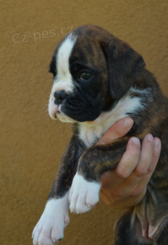 Boxer - ide�ln� pejsek pro rodinu