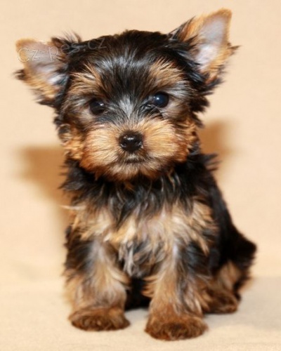 york��rsk� teri�r miniaturn� �t��ata