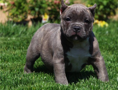 K dispozici jsou americk� �t��ata Pitbull.