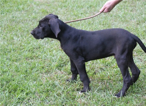 Velk� �t���tka na prodej.