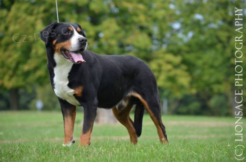 Ve�k� �vaj�iarsky sala�n�cky pes