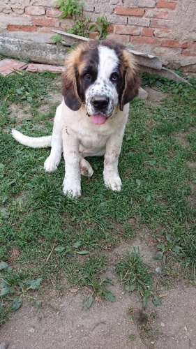 Moskevsk� str�n� pes