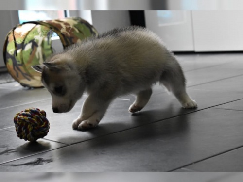 �t���tko Sib�rsky hasky