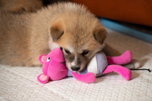 Akita-inu �t���tka 