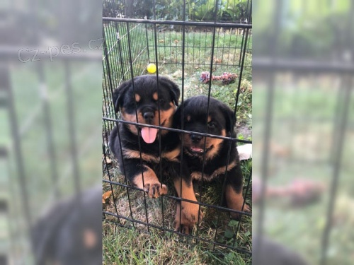 Rotvajler - �t���tka s PP