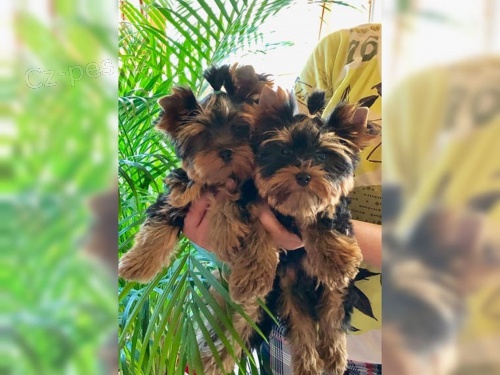 Yorkie terier  fene�ka