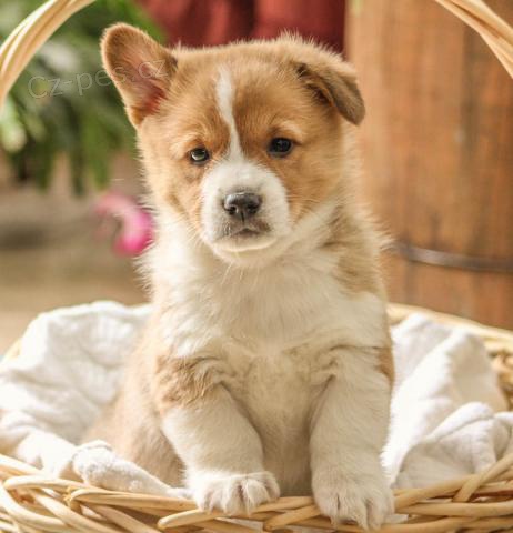 Vel�tina Corgi (Pembroke)